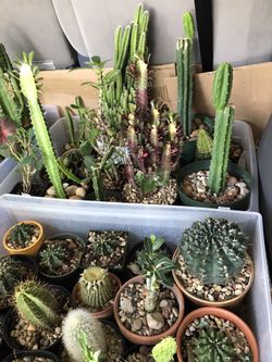 House 🏠 plants 🌱 different prices