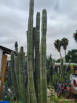 Fresh fat cuttings Mexican fence post cactus