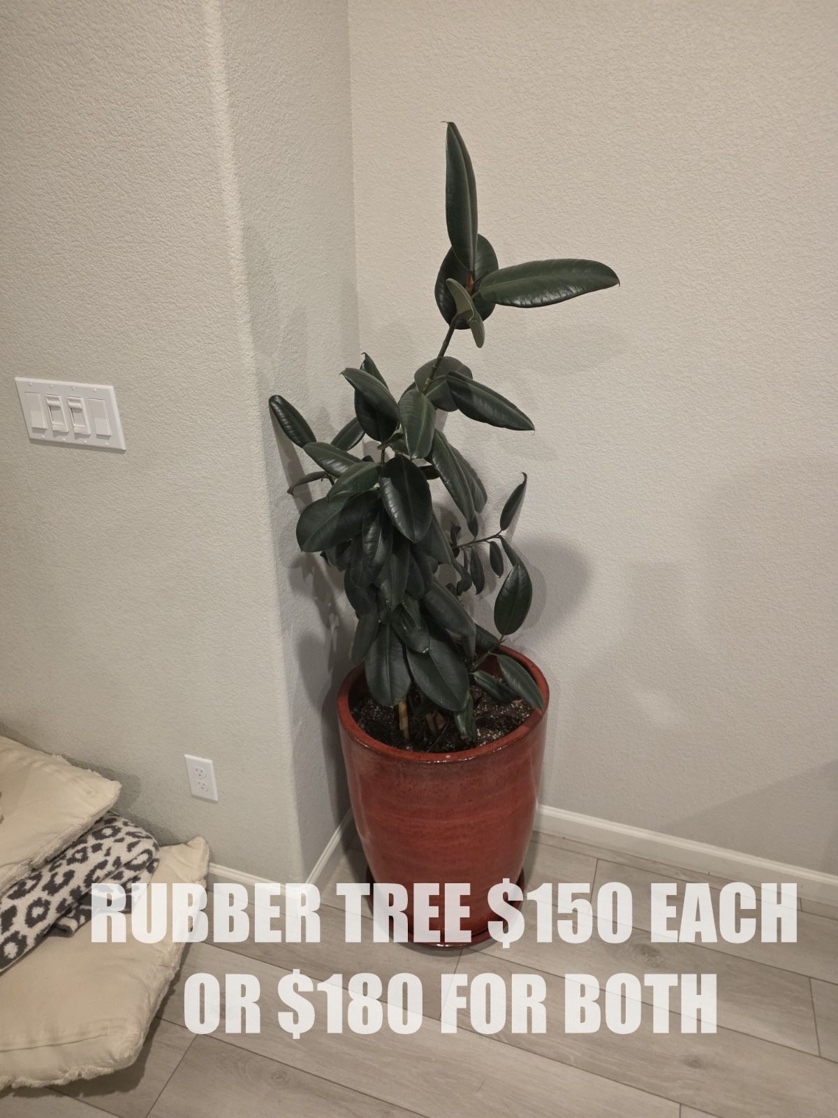Rubber Tree in Large Ceramic Pot – $80 Each or $120 for Both