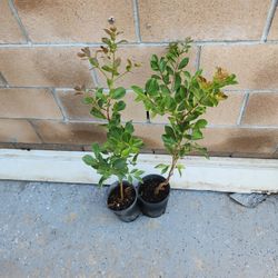 Fruiting Strawberry Guava Trees