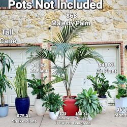 Plants! Snake Plants,  Zz Plants,  Majesty Palm, Chinese Evergreens Monstera