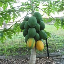 Red Lady Papaya Plants 