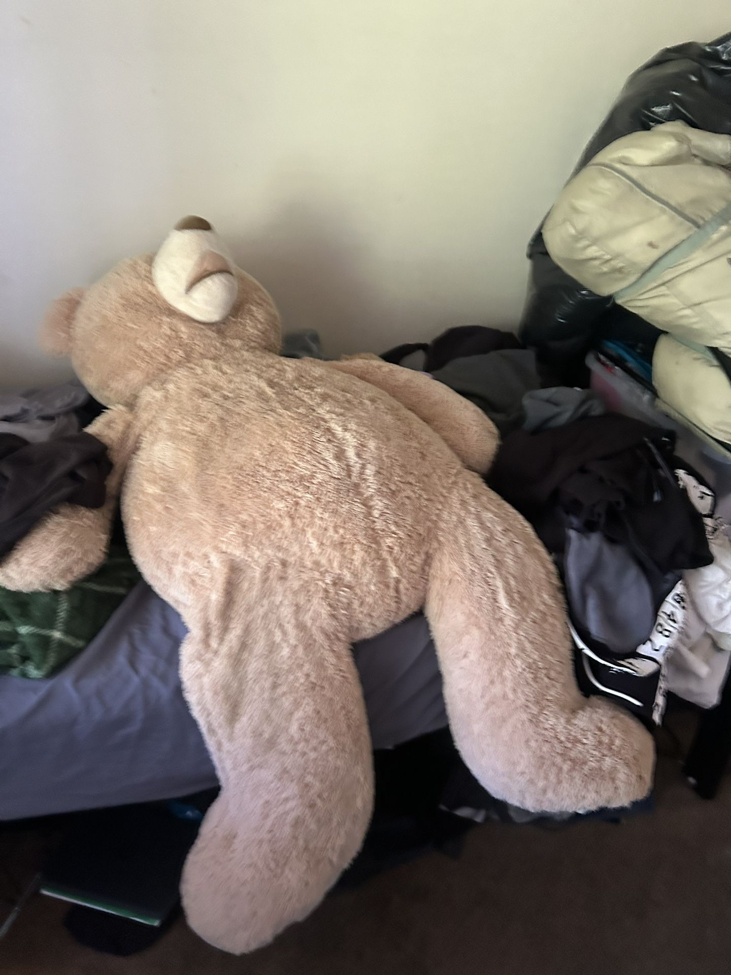Giant Teddy Bear For 65