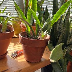 Snake Plant