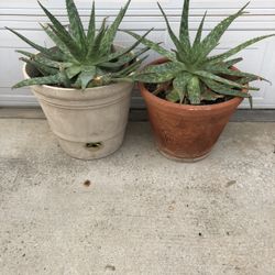 Aloe Plants 