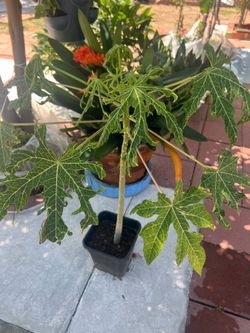 Hawaii papaya tree