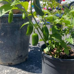 Serrano,jalapeño,Hungarian Hot Peppers Plants,/Plantas De Chile 