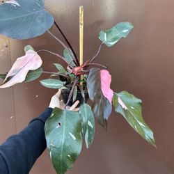 6” Pink Princess Philodendron 