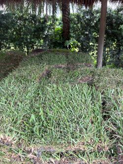 Fresh Sod — Césped Fresco 🌿
