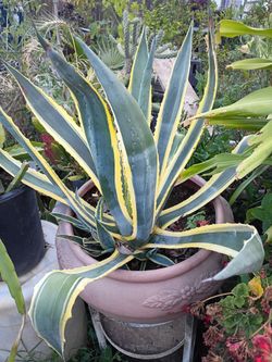 Pot 10 gallon