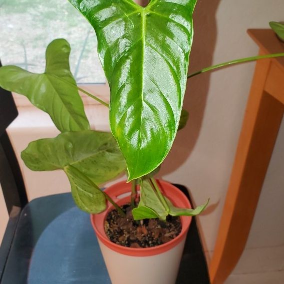 philodendron oxapapense for Sale in Peoria, AZ - OfferUp