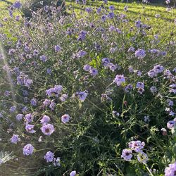 Verbena lilacina 'Paseo Rancho'