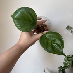 Pothos Manjula Green On Green Variegated Plant