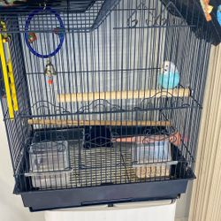 Parakeet Bird With Cage 