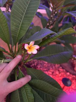 Plumeria Clippings