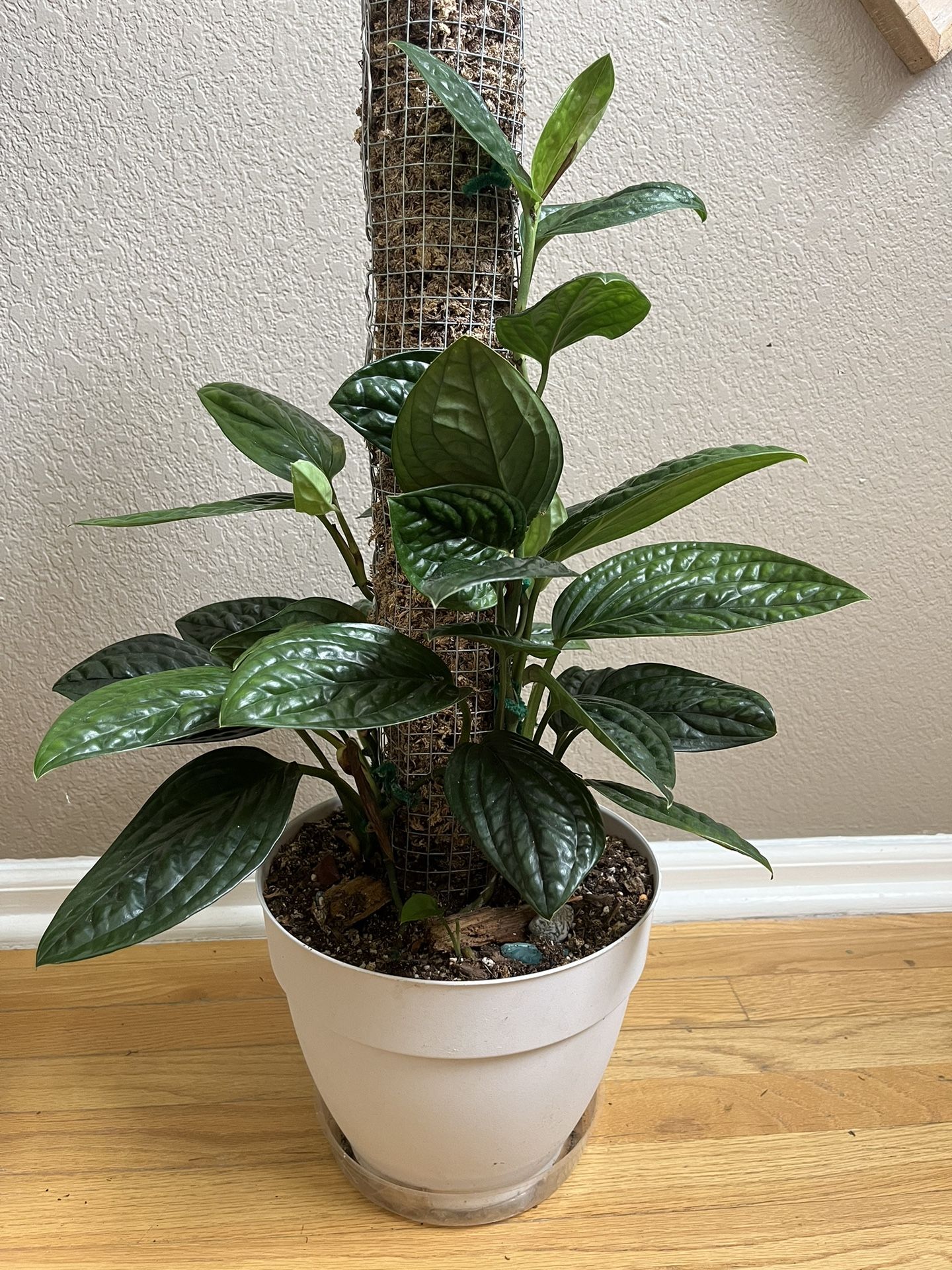 Monstera Peru