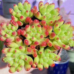 $6 Red Jelly Bean Succulent Plant 🪴 |Low Maintenance |Drought Tolerant 