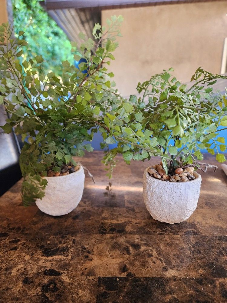 Plant House Decor