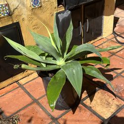 Large Fox Tail Agave / Succulents