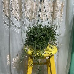 String Of Dolphins 🐬 