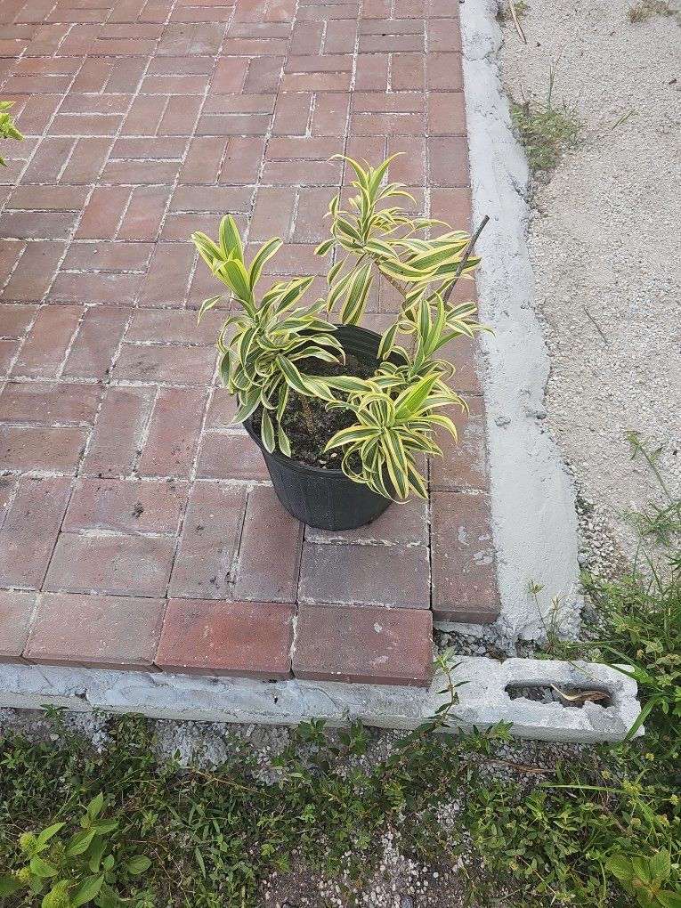 Outdoor Plant