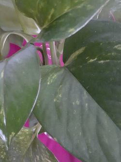 Live Plant in Water