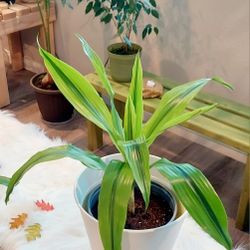 Living Plant 🌱24"H Drecaena 'Kristie' on 11"H White Planter ::: Indoor