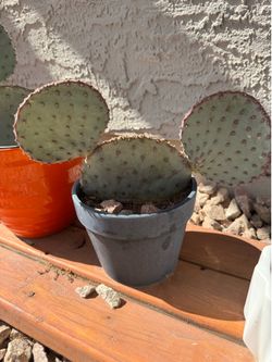 Santa Rita prickly pear