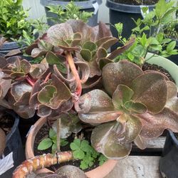 Plant For Sale