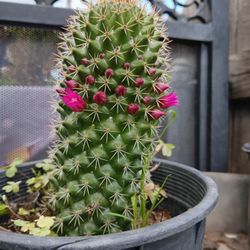 Cactus