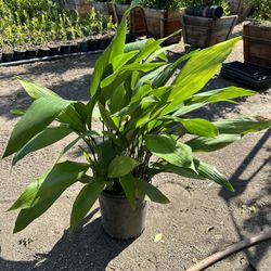 Aspidistra