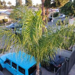 20ft queen palm