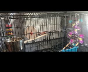 Bird Cage