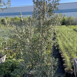 Wilsonii Olive Tree