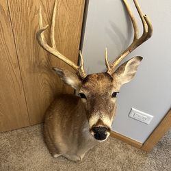 taxidermy shoulder mount - 8 point White-tailed deer (Odocoileus virginianus)