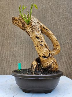 Old Cockspur Coral ( Erythrina crista-galli ) Bonsai Tree