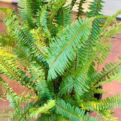Beautiful Plant 