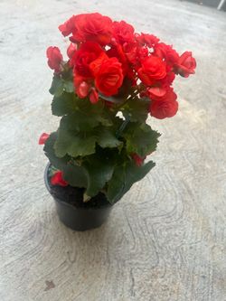 Begonia - Rieger