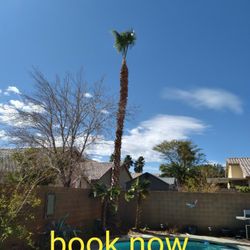 Palm Tree Trimming