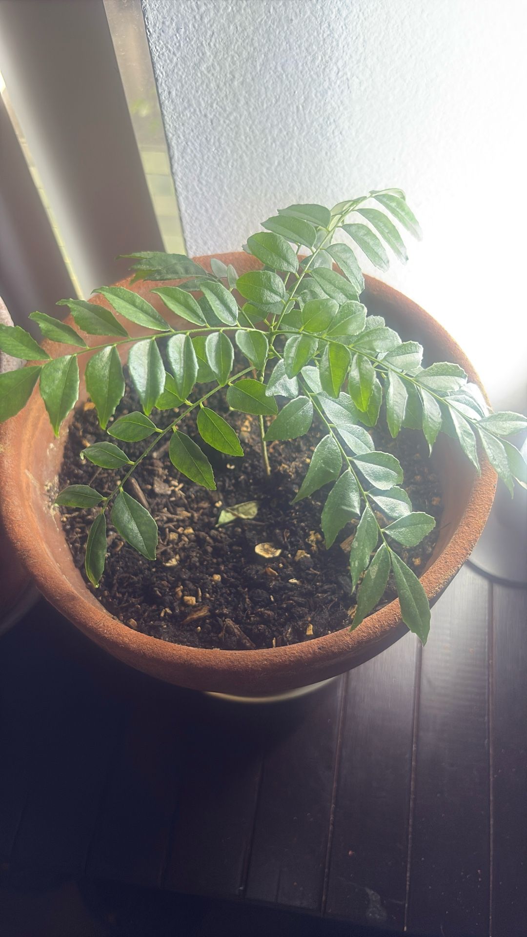 Curry Leaf Plant 6” Tall In A 8” Clay pot
