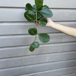 4” hoya obovata
