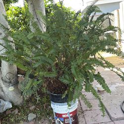 Súper Huge Fern/ helecho gigante