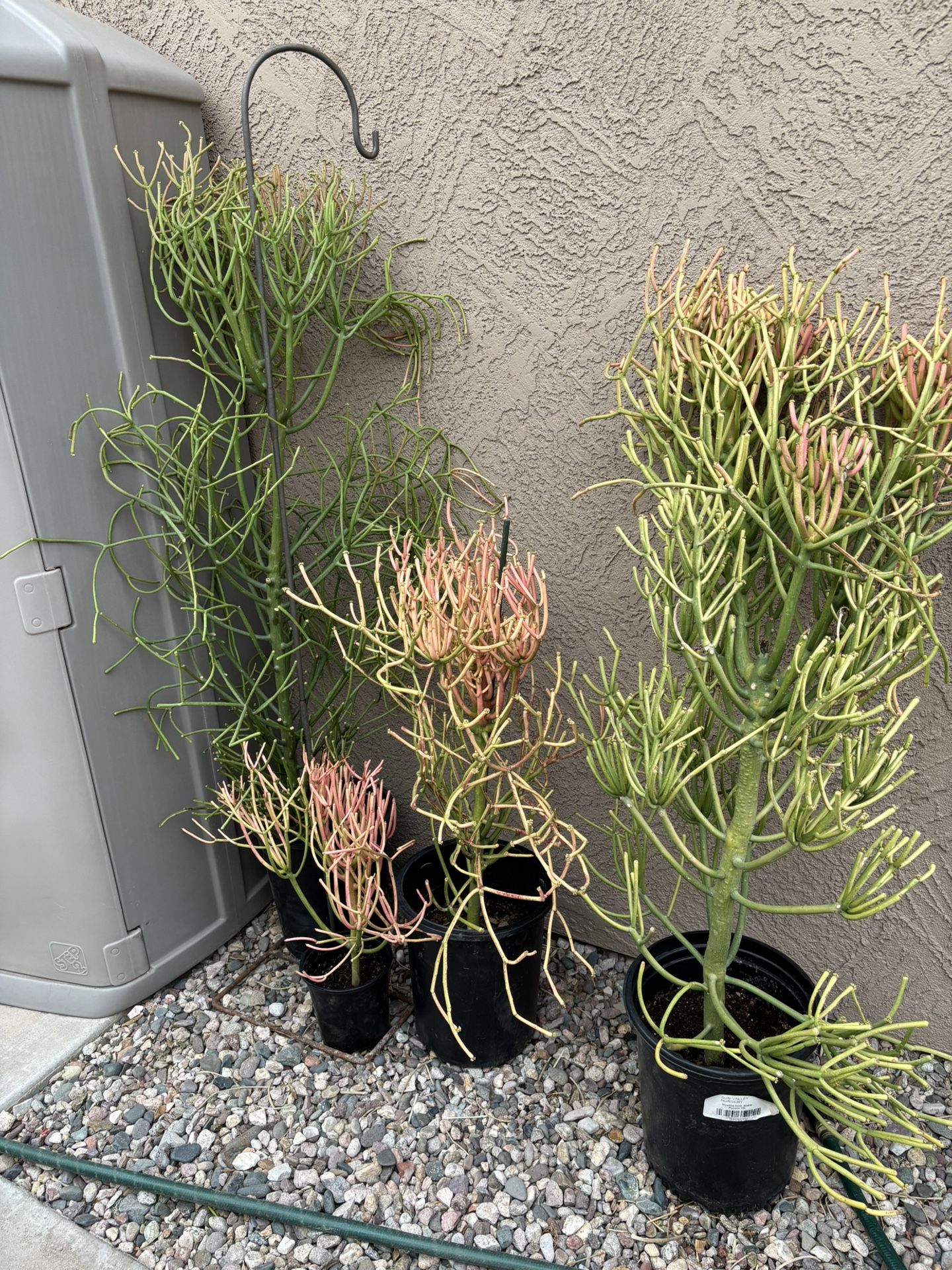 Potted Succulents and Cacti