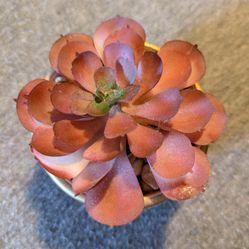 Cute Fake Succulent 