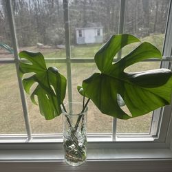 Monstera Deliciosa Cuttings