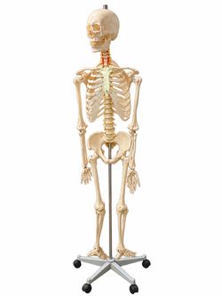 Life Size Skeleton Model