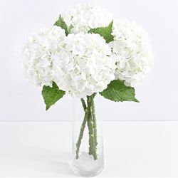 Hydrengia 10 Pcs