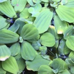 Water Lettuce floating water plant
