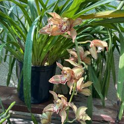 Cymbidium Orchids 