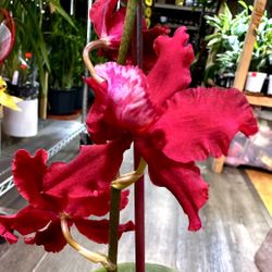 Rare Oncidium Orchids, Lan Vụ Nu Many Selections 